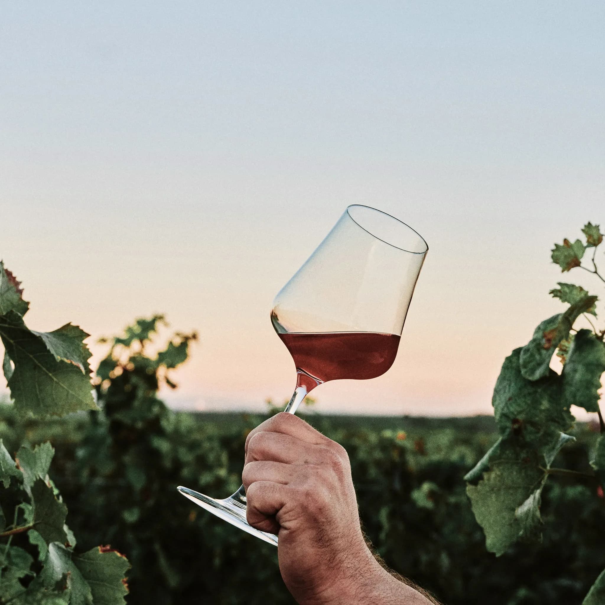 Hand hält ein Glas Rotwein zwischen Rebstöcken im Abendlicht.