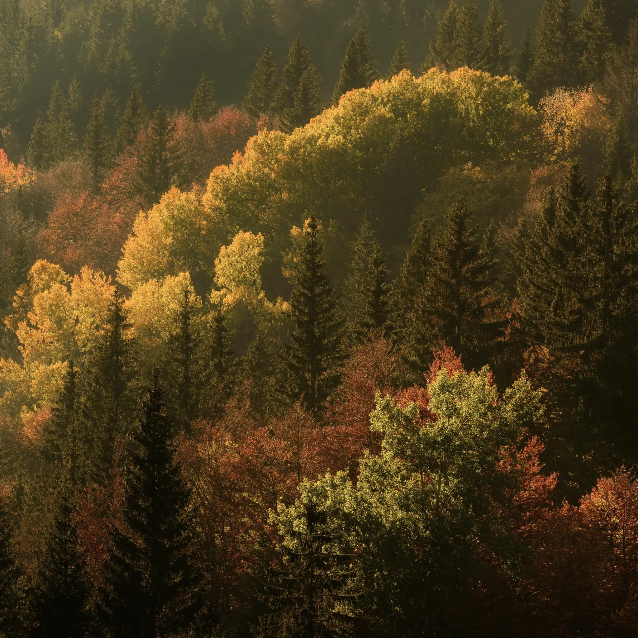 Herbstlich verfärbte Laub- und Nadelbäume aus der Vogelperspektive.