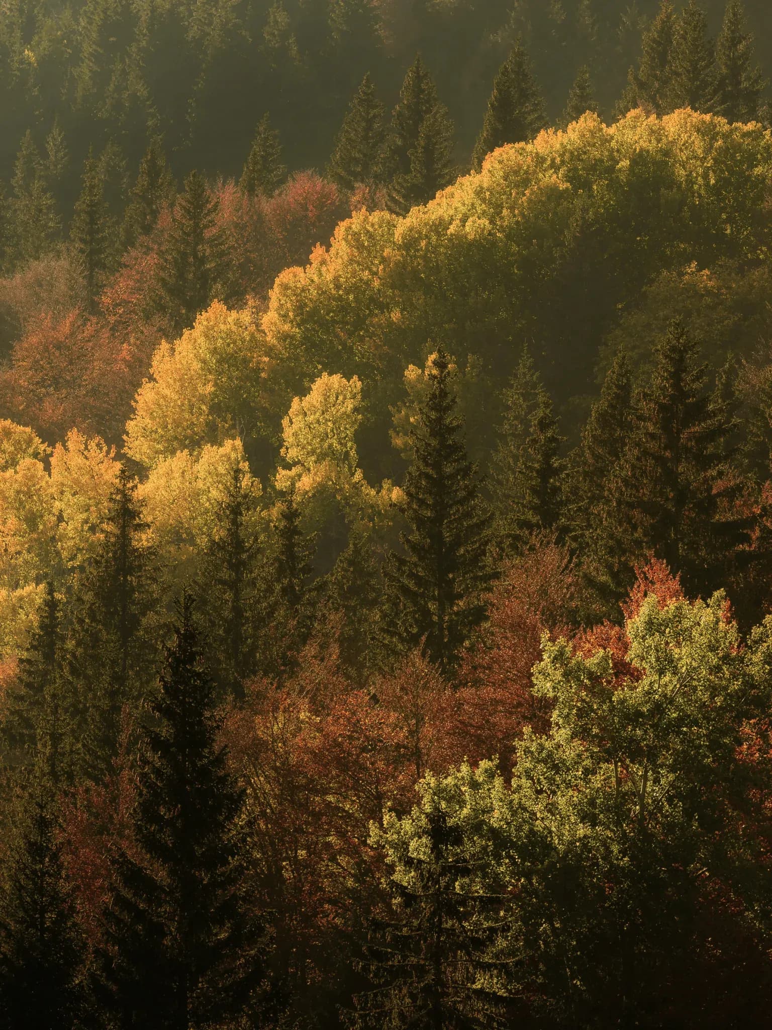 Herbstlich verfärbte Laub- und Nadelbäume aus der Vogelperspektive.