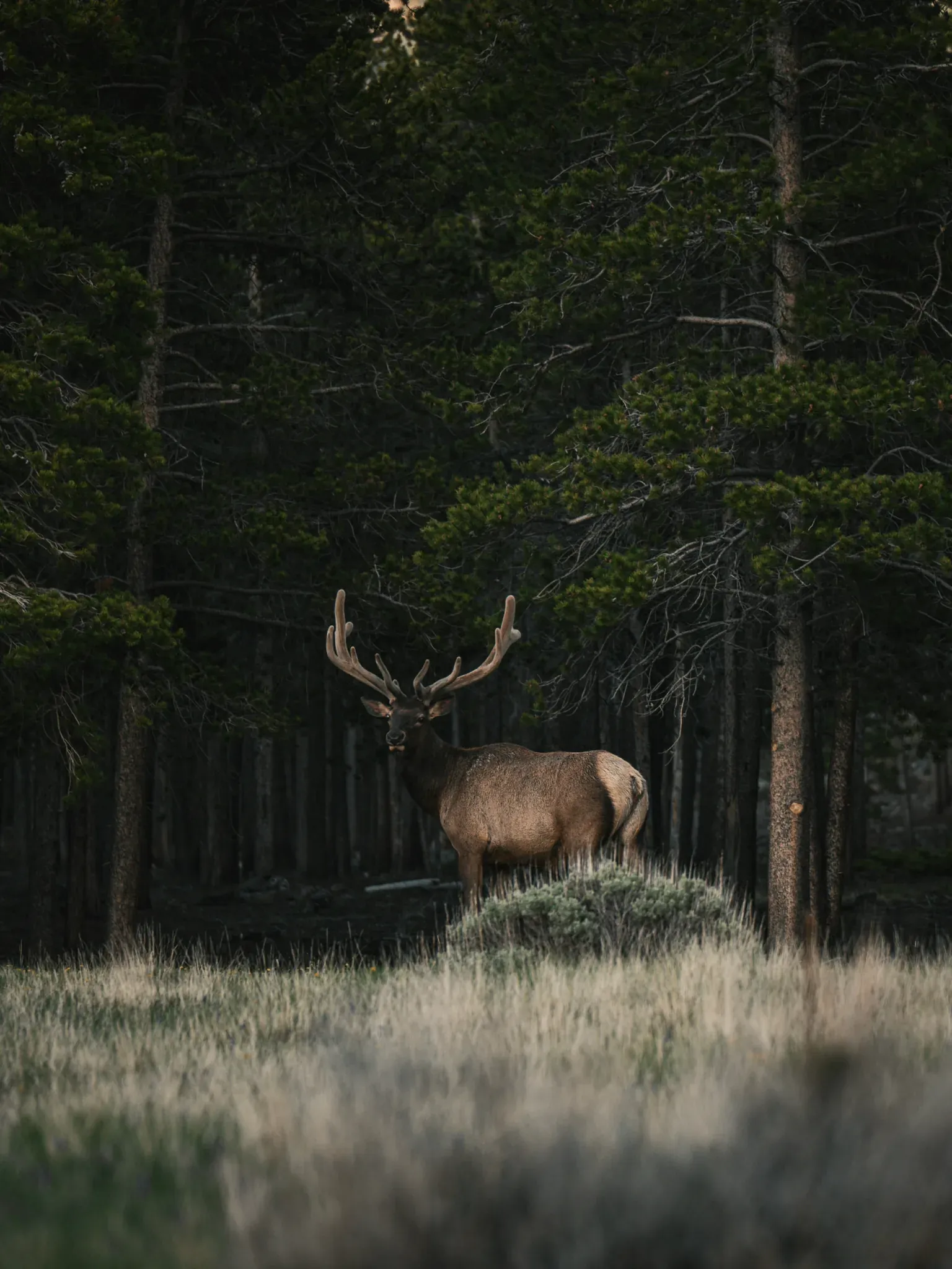 Hirsch mit Geweih steht auf einer Lichtung vor dem dunklen Waldrand.