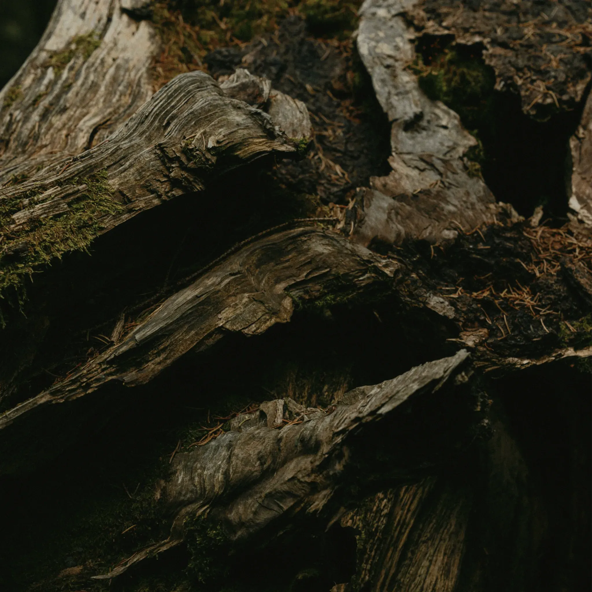 Verwittertes Totholz und Felsbrocken im schattigen Wald.