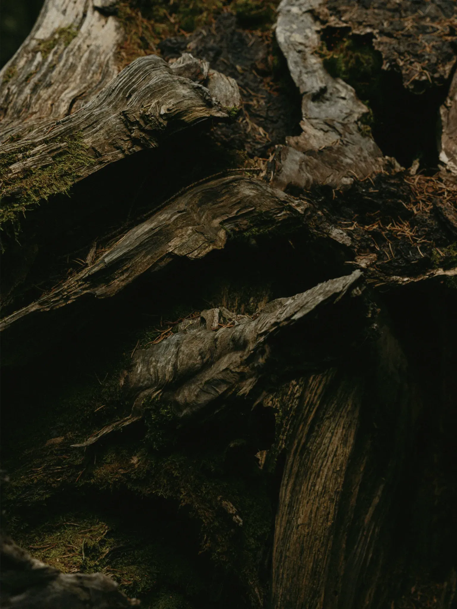 Verwittertes Totholz und Felsbrocken im schattigen Wald.