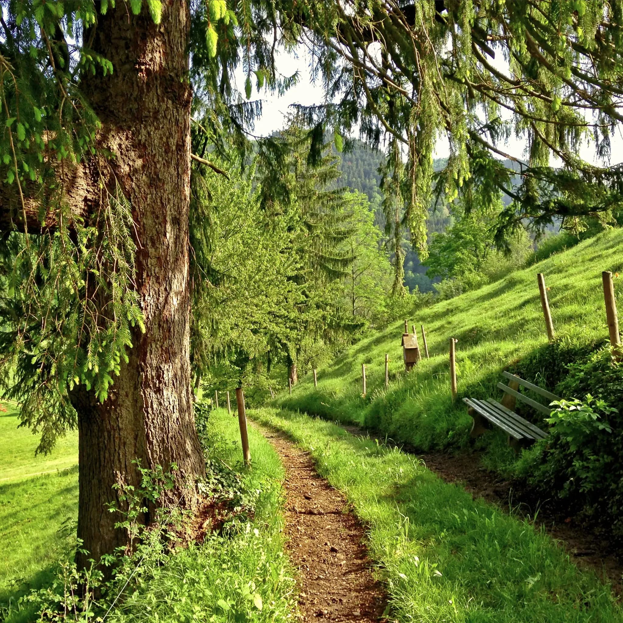 Schmaler Wanderweg mit Holzbank führt einen bewaldeten Hang entlang.