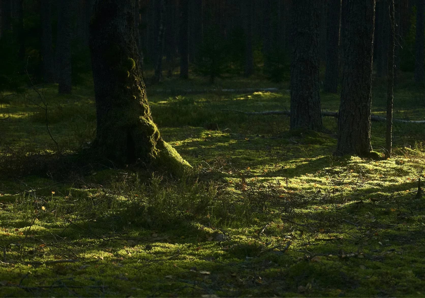 Sonnendurchfluteter Waldboden mit Moos zwischen schlanken Baumstämmen