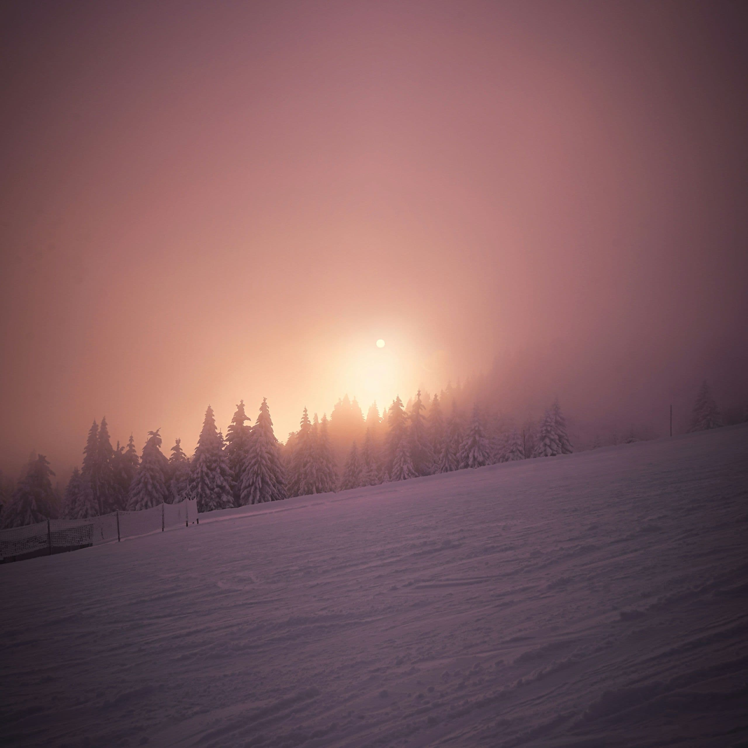Verschneite Landschaft mit Tannensilhouetten im Nebel, durch den die tief stehende Sonne in warmen Rosa- und Orangetönen scheint.