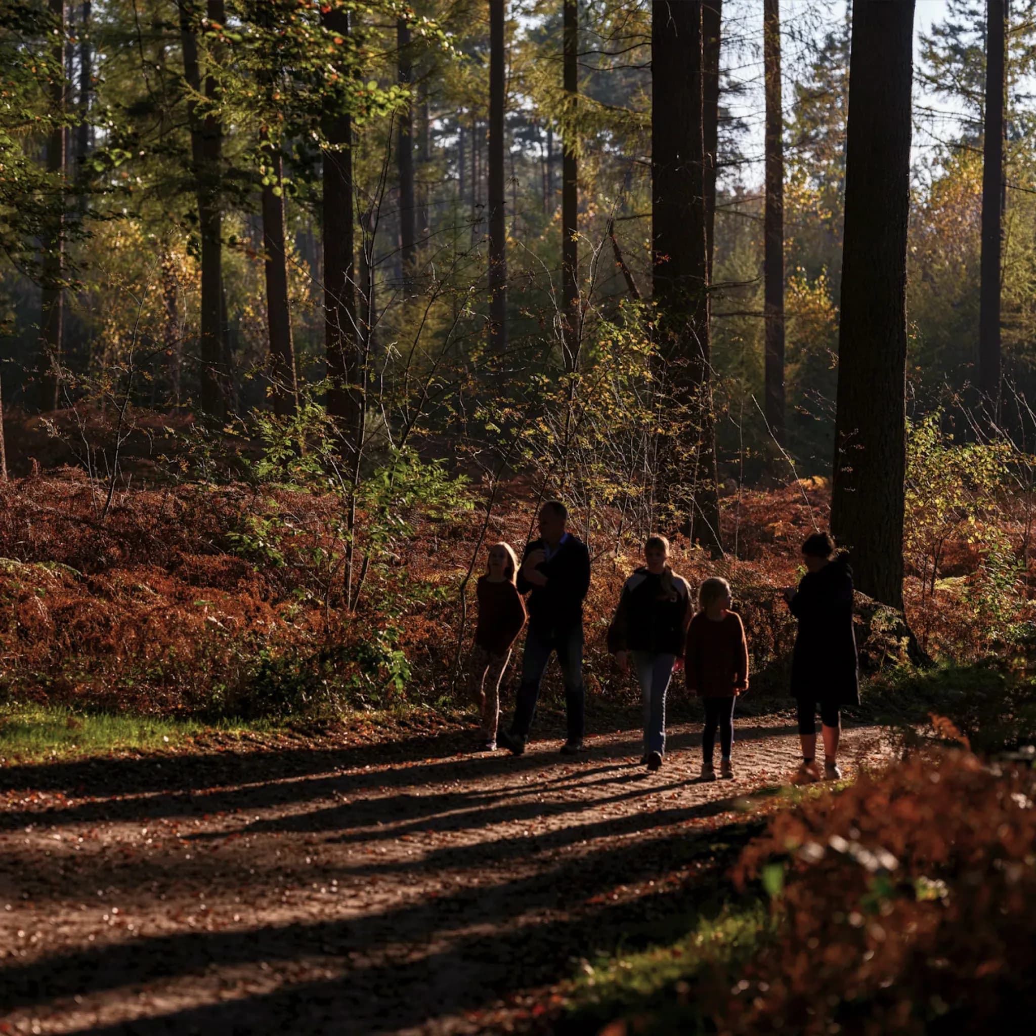 Vier Personen gehen im Gegenlicht über einen herbstlichen Waldweg zwischen Farn und Laub.