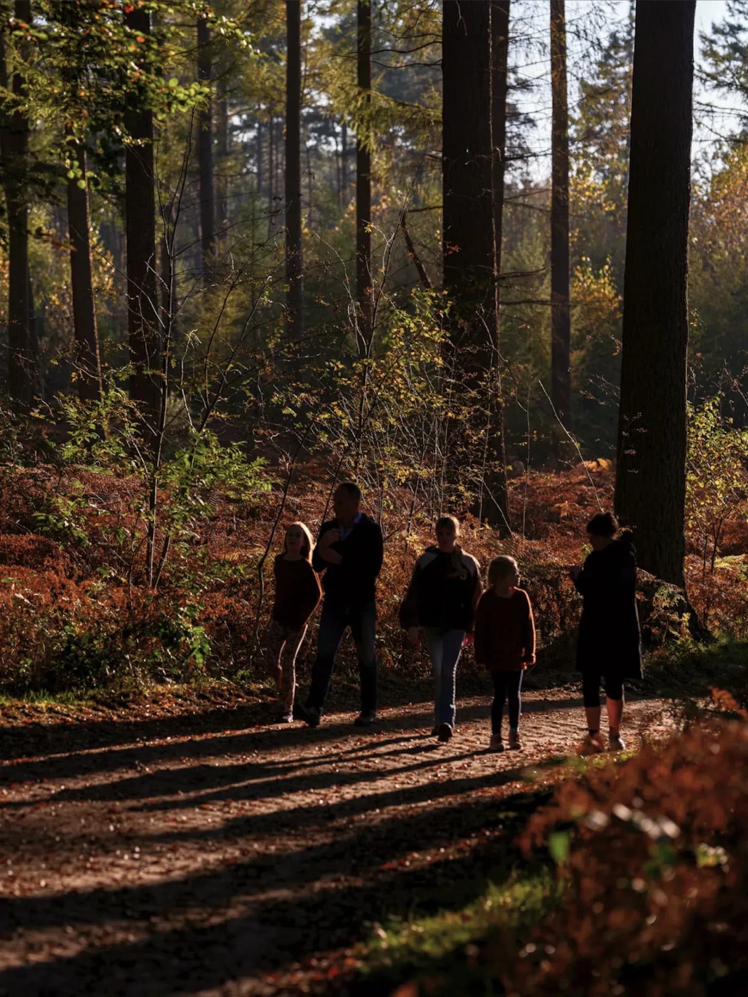 Vier Personen gehen im Gegenlicht über einen herbstlichen Waldweg zwischen Farn und Laub.