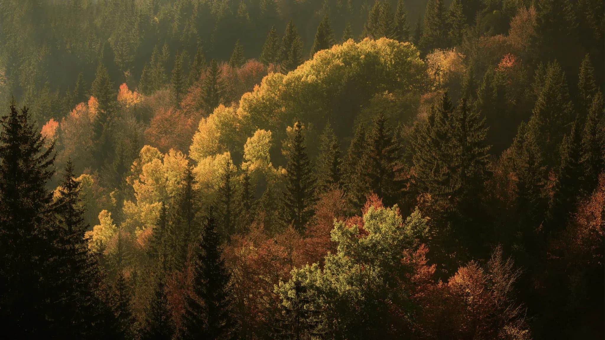 Herbstlich verfärbte Laub- und Nadelbäume aus der Vogelperspektive.