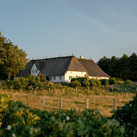 Weißes friesisches Bauernhaus-Hotel mit Reetdach, hinter einem Weinberg zur goldenen Stunde