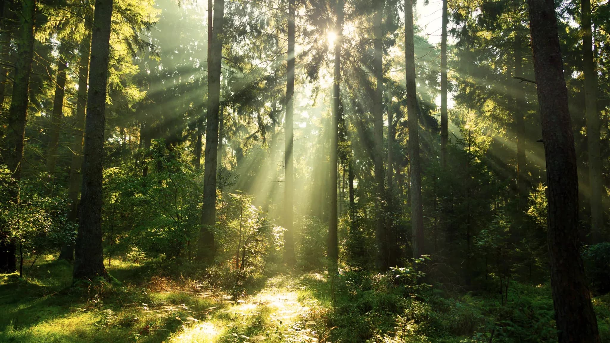 Sonnenstrahlen fallen schräg durch die Stämme eines Nadelwalds.