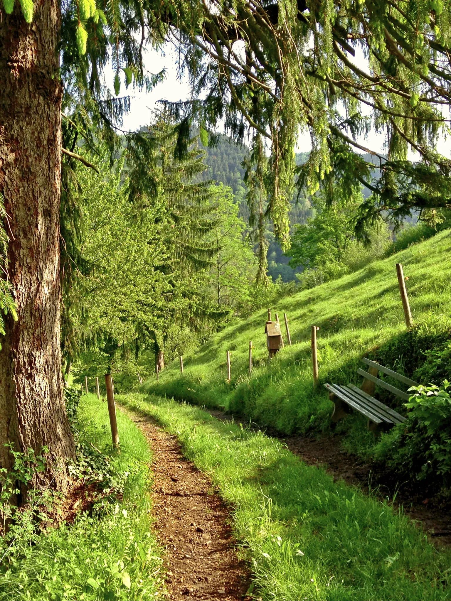 Schmaler Wanderweg mit Holzbank führt einen bewaldeten Hang entlang.