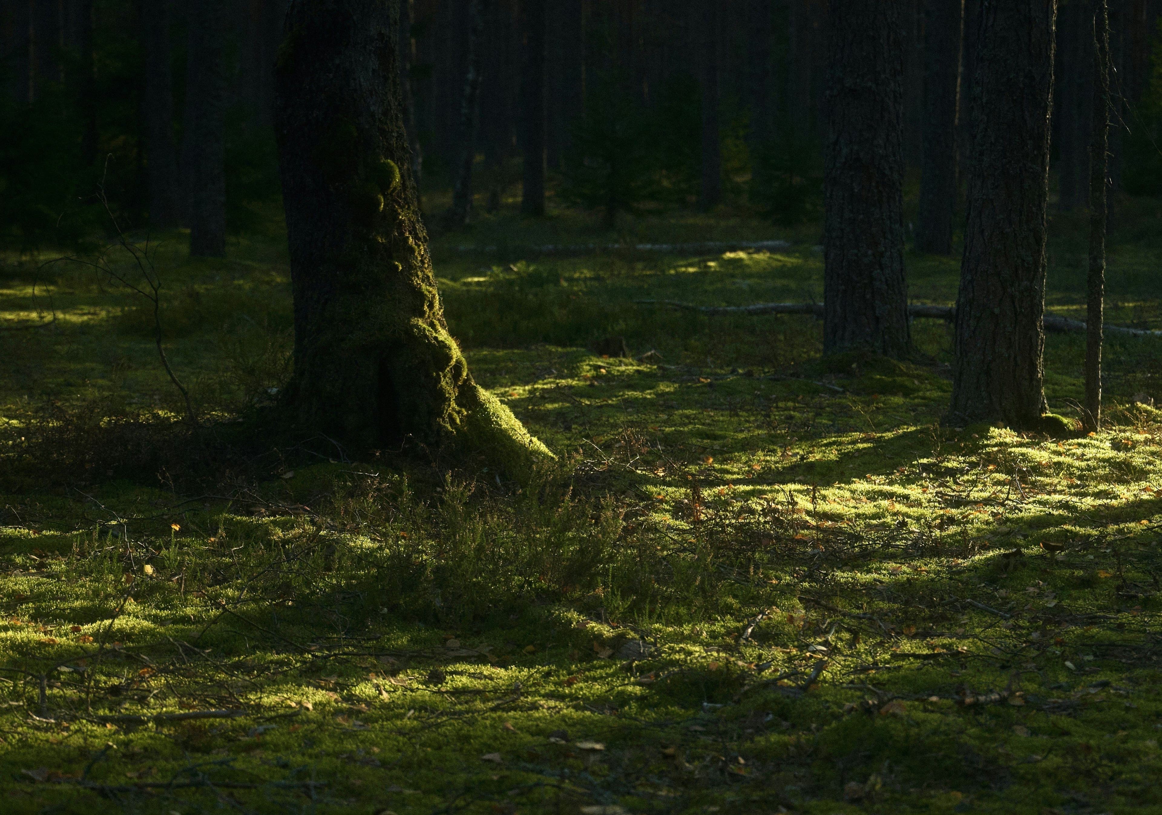 Sonnendurchfluteter Waldboden mit Moos zwischen schlanken Baumstämmen
