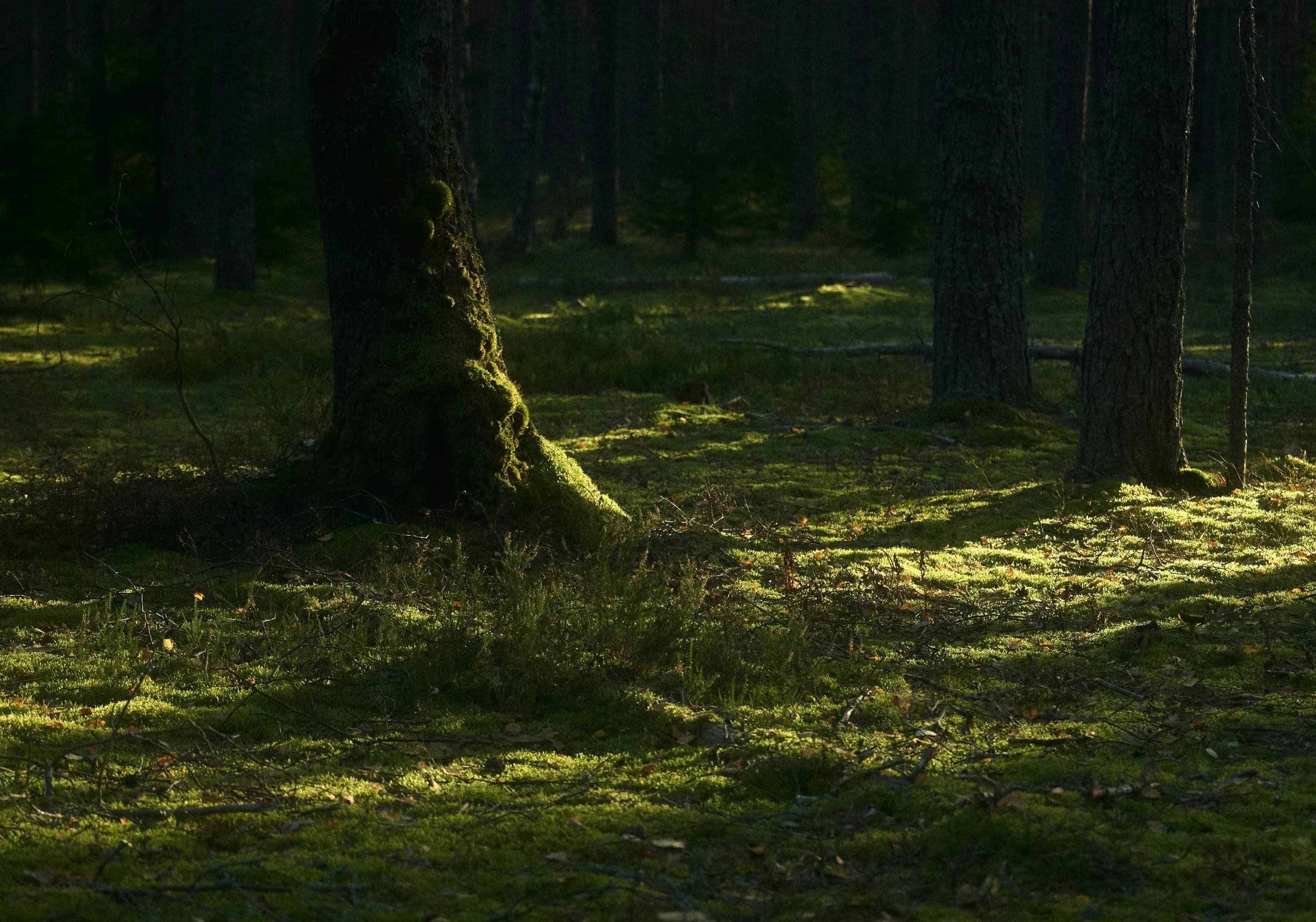 Sonnendurchfluteter Waldboden mit Moos zwischen schlanken Baumstämmen