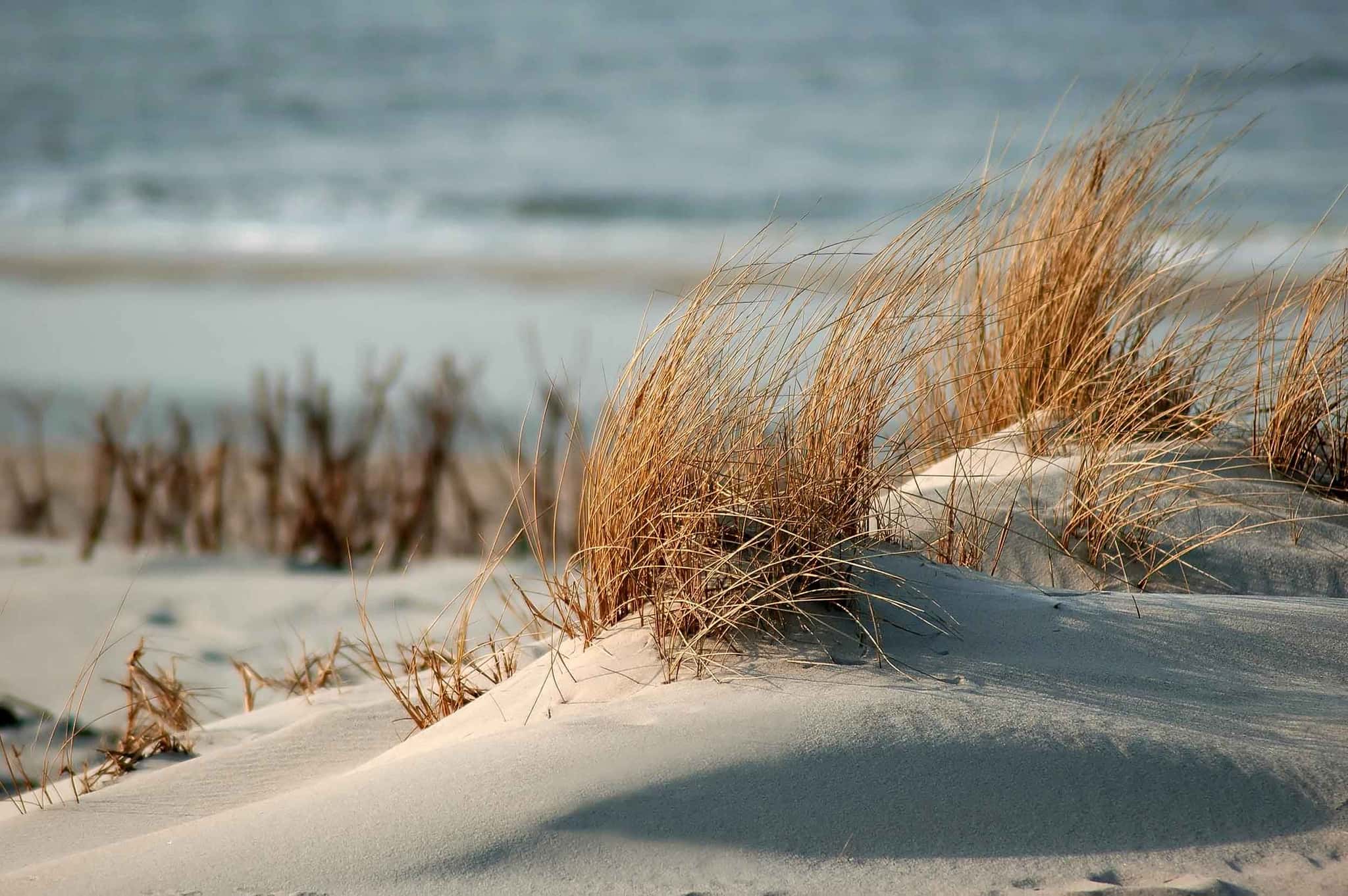 Strandhafer auf einer Sanddüne im Gegenlicht, im Hintergrund Strand und Meer